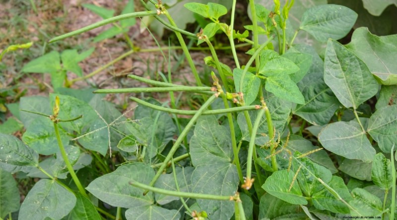 ブラックベリーのコンパニオンプランツ：避けるべき13の植物 
