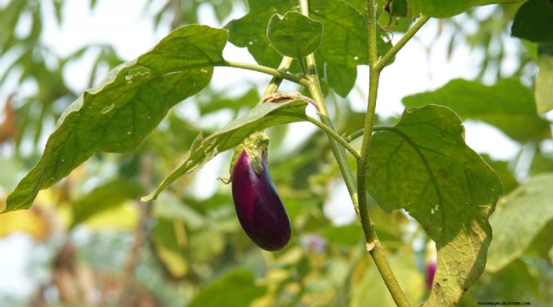 ブラックベリーのコンパニオンプランツ：避けるべき13の植物 