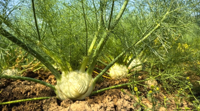 ブラックベリーのコンパニオンプランツ：避けるべき13の植物 