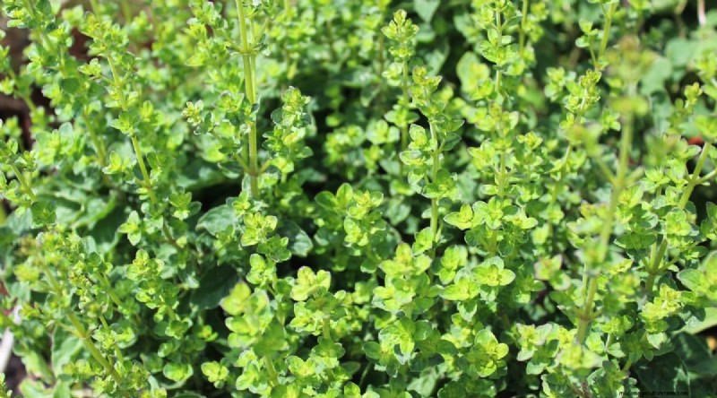 ブラックベリーのコンパニオンプランツ：避けるべき13の植物 