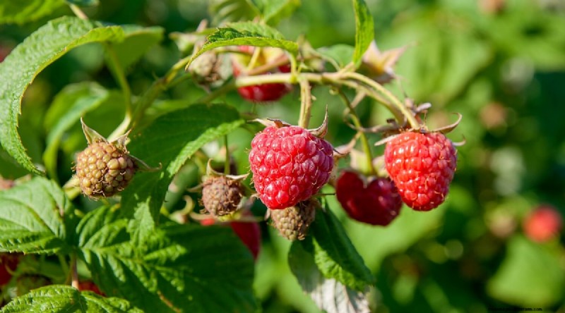 ブラックベリーのコンパニオンプランツ：避けるべき13の植物 