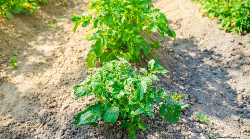 ブラックベリーのコンパニオンプランツ：避けるべき13の植物 