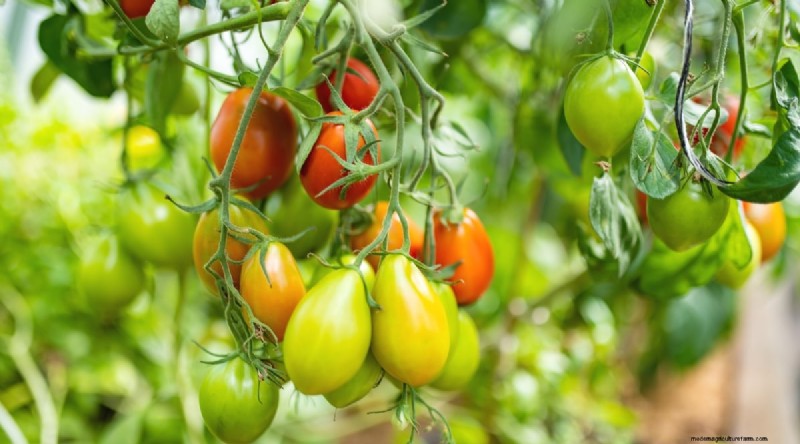 ブラックベリーのコンパニオンプランツ：避けるべき13の植物 