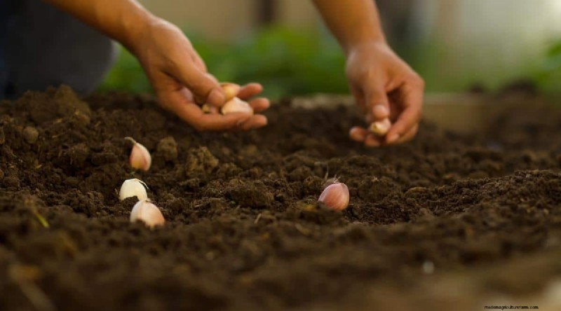 Herfstknoflookplantgids:maximaliseer uw oogst 