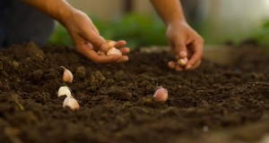 Herfstknoflookplantgids:maximaliseer uw oogst 