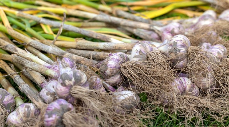 Herfstknoflookplantgids:maximaliseer uw oogst 