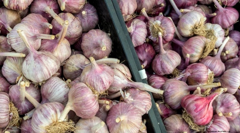 Herfstknoflookplantgids:maximaliseer uw oogst 