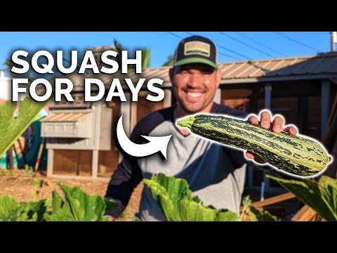 Courgette-groeifasen:een complete gids voor snelgroeiende zomerpompoenen 