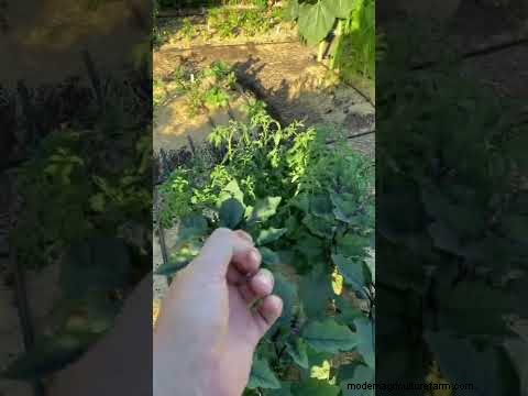 Courgette-groeifasen:een complete gids voor snelgroeiende zomerpompoenen 