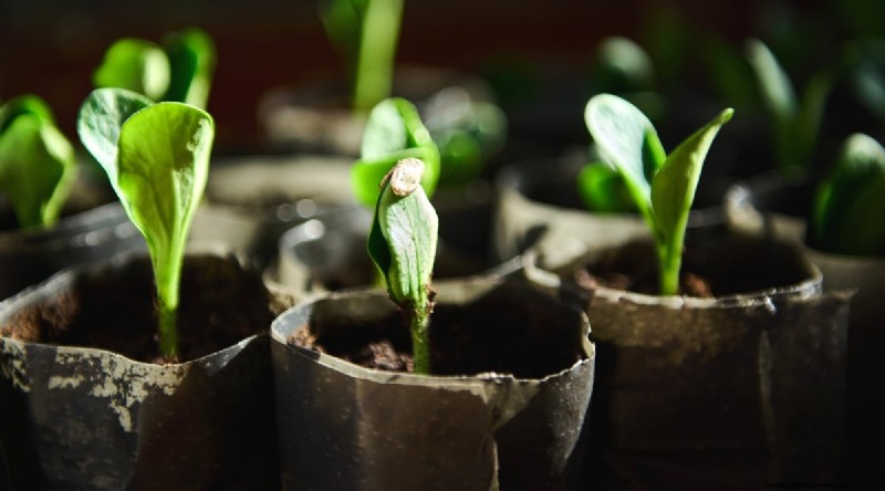 Courgette-groeifasen:een complete gids voor snelgroeiende zomerpompoenen 