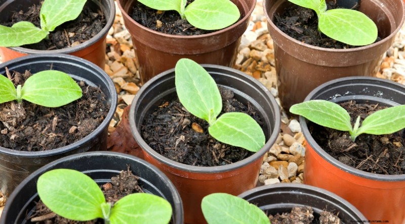 Courgette-groeifasen:een complete gids voor snelgroeiende zomerpompoenen 