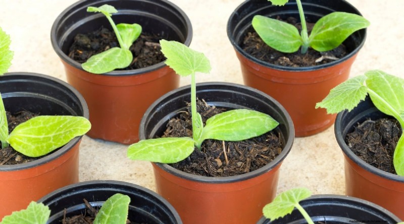 Courgette-groeifasen:een complete gids voor snelgroeiende zomerpompoenen 