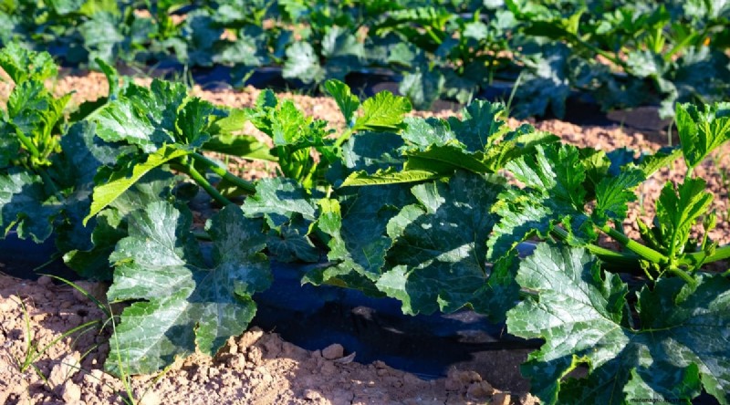 Courgette-groeifasen:een complete gids voor snelgroeiende zomerpompoenen 