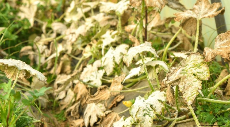Courgette-groeifasen:een complete gids voor snelgroeiende zomerpompoenen 