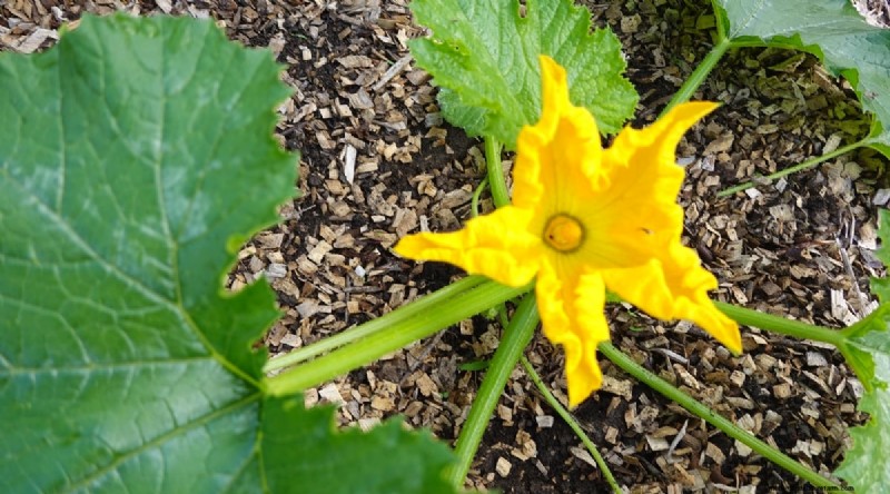 Courgette-groeifasen:een complete gids voor snelgroeiende zomerpompoenen 