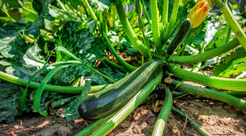 Courgette-groeifasen:een complete gids voor snelgroeiende zomerpompoenen 