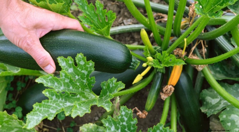Courgette-groeifasen:een complete gids voor snelgroeiende zomerpompoenen 