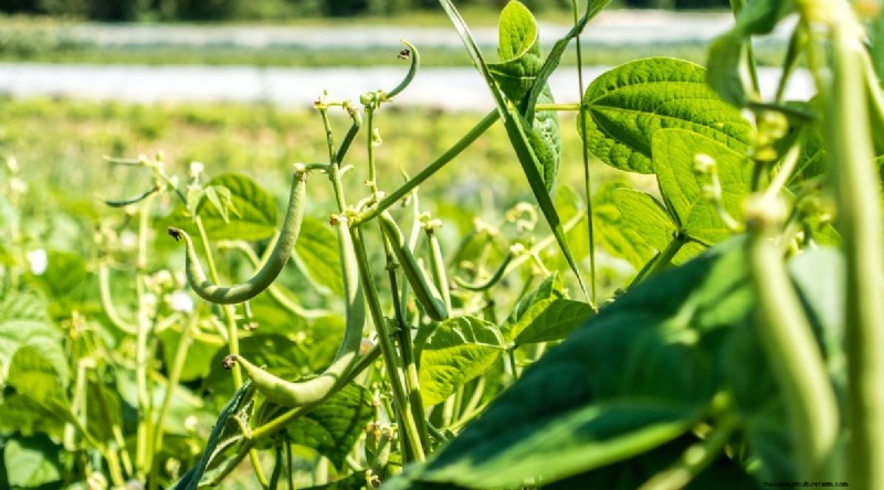 Beste gezelschapsplanten voor bonen:verhoog uw tuinopbrengst 