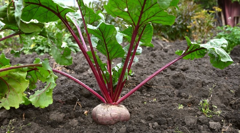Beste gezelschapsplanten voor bonen:verhoog uw tuinopbrengst 