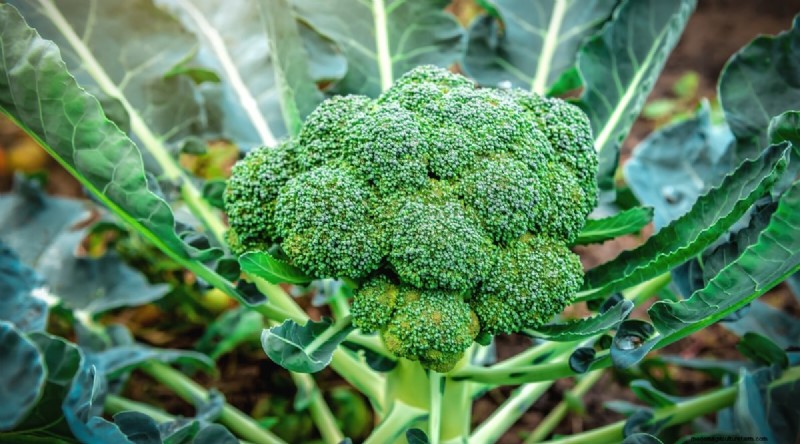 Beste gezelschapsplanten voor bonen:verhoog uw tuinopbrengst 