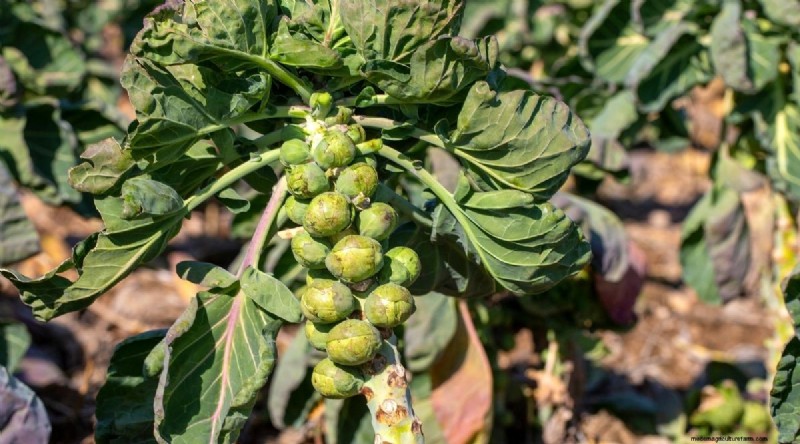 Beste gezelschapsplanten voor bonen:verhoog uw tuinopbrengst 