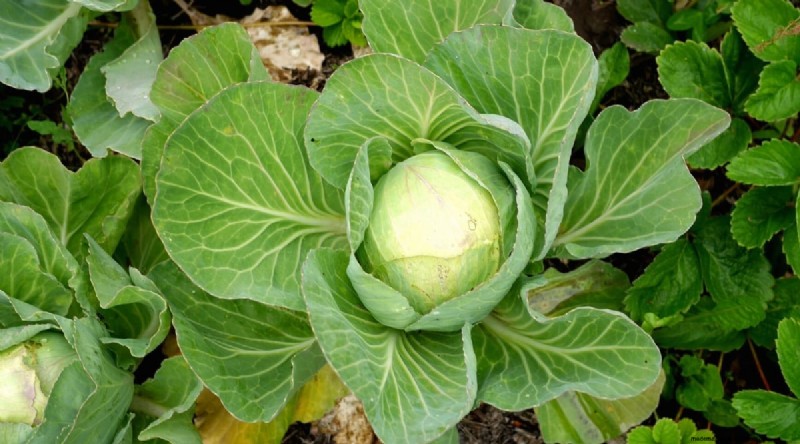 Beste gezelschapsplanten voor bonen:verhoog uw tuinopbrengst 