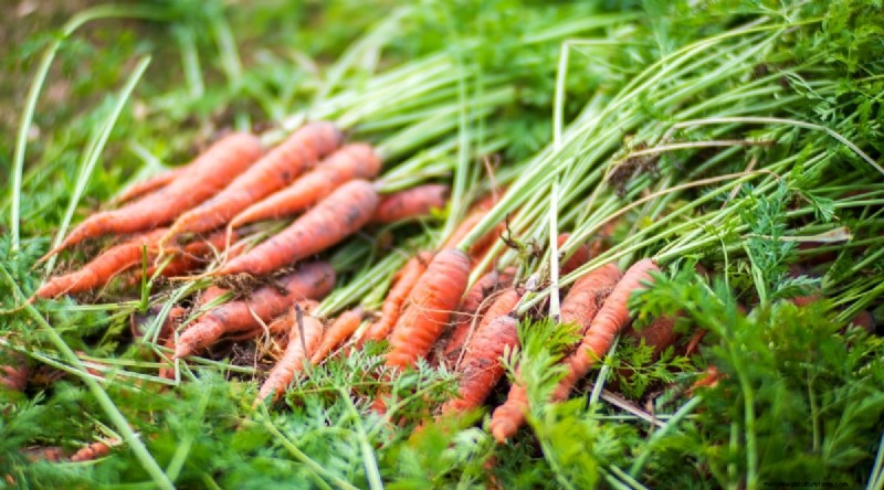Beste gezelschapsplanten voor bonen:verhoog uw tuinopbrengst 