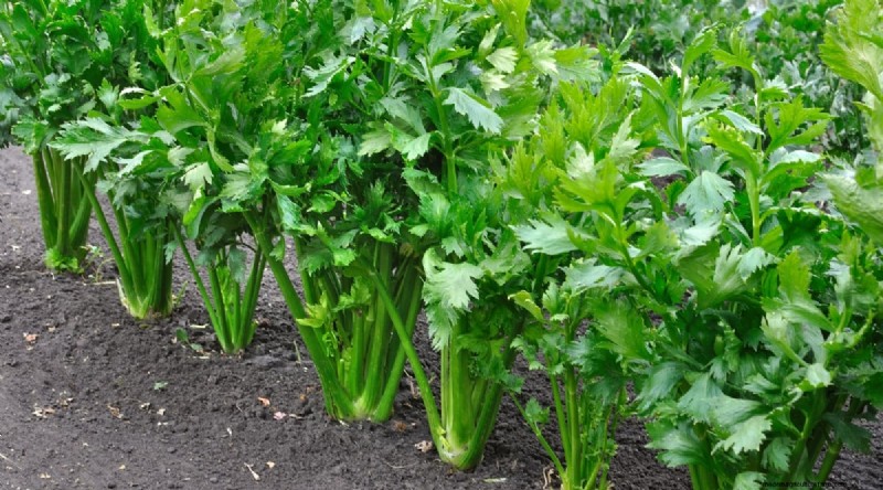Beste gezelschapsplanten voor bonen:verhoog uw tuinopbrengst 