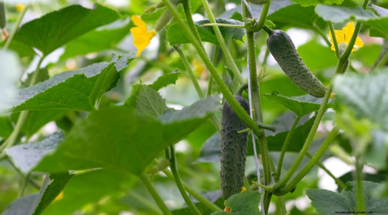 Beste gezelschapsplanten voor bonen:verhoog uw tuinopbrengst 