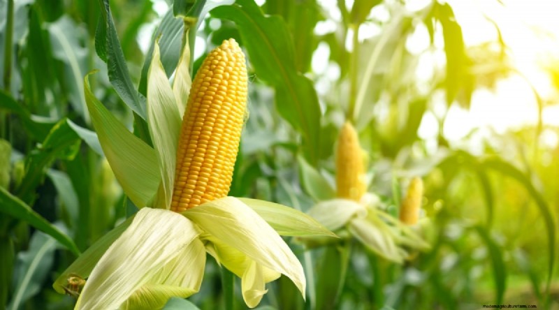Beste gezelschapsplanten voor bonen:verhoog uw tuinopbrengst 