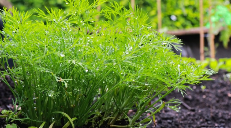Beste gezelschapsplanten voor bonen:verhoog uw tuinopbrengst 
