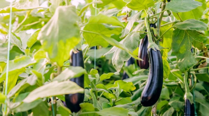 Beste gezelschapsplanten voor bonen:verhoog uw tuinopbrengst 