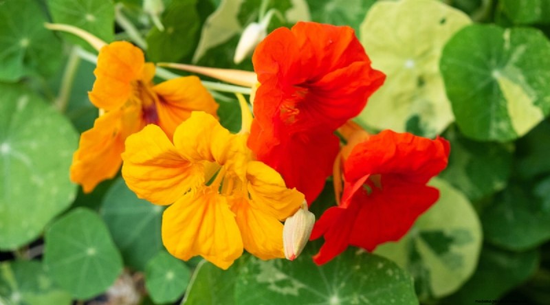 Beste gezelschapsplanten voor bonen:verhoog uw tuinopbrengst 