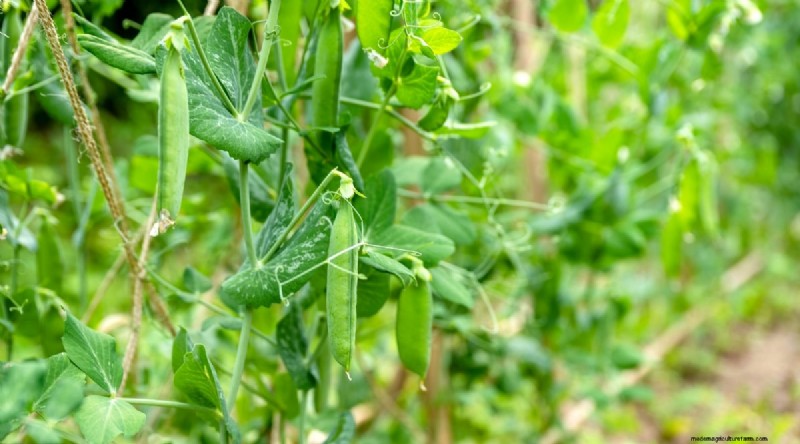 Beste gezelschapsplanten voor bonen:verhoog uw tuinopbrengst 