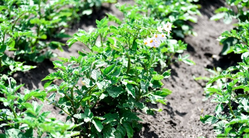 Beste gezelschapsplanten voor bonen:verhoog uw tuinopbrengst 