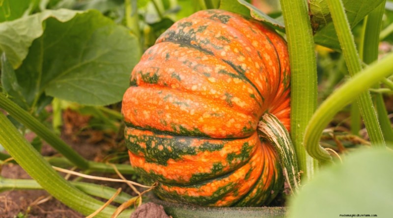 Beste gezelschapsplanten voor bonen:verhoog uw tuinopbrengst 