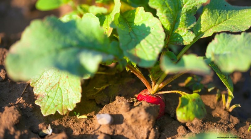 Beste gezelschapsplanten voor bonen:verhoog uw tuinopbrengst 