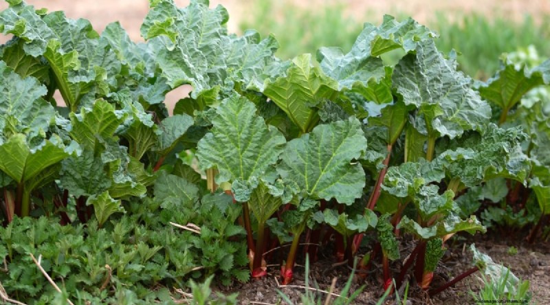 Beste gezelschapsplanten voor bonen:verhoog uw tuinopbrengst 