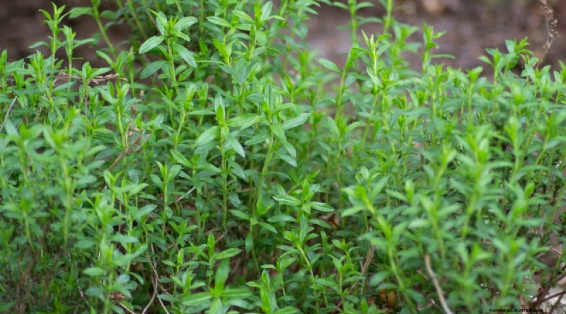 Beste gezelschapsplanten voor bonen:verhoog uw tuinopbrengst 