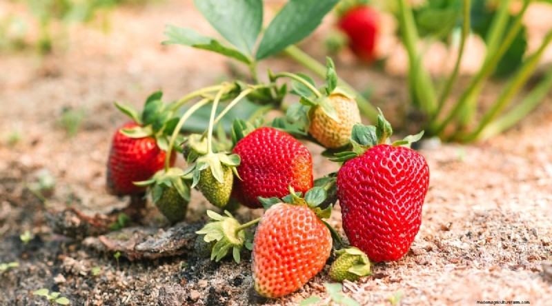 Beste gezelschapsplanten voor bonen:verhoog uw tuinopbrengst 
