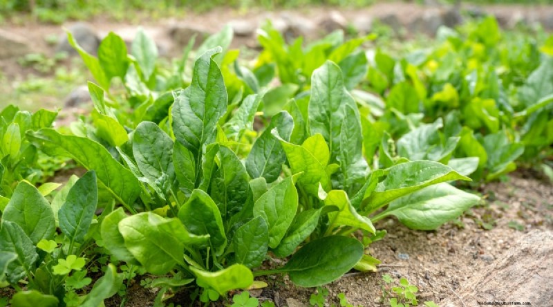 Beste gezelschapsplanten voor bonen:verhoog uw tuinopbrengst 
