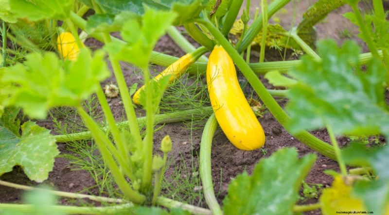 Beste gezelschapsplanten voor bonen:verhoog uw tuinopbrengst 