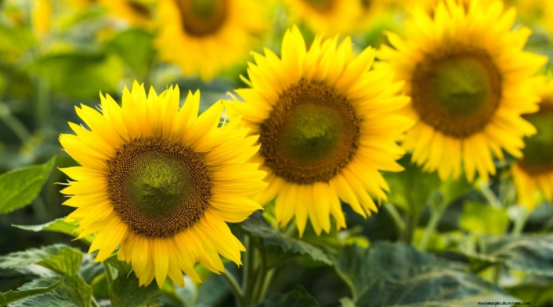 Beste gezelschapsplanten voor bonen:verhoog uw tuinopbrengst 
