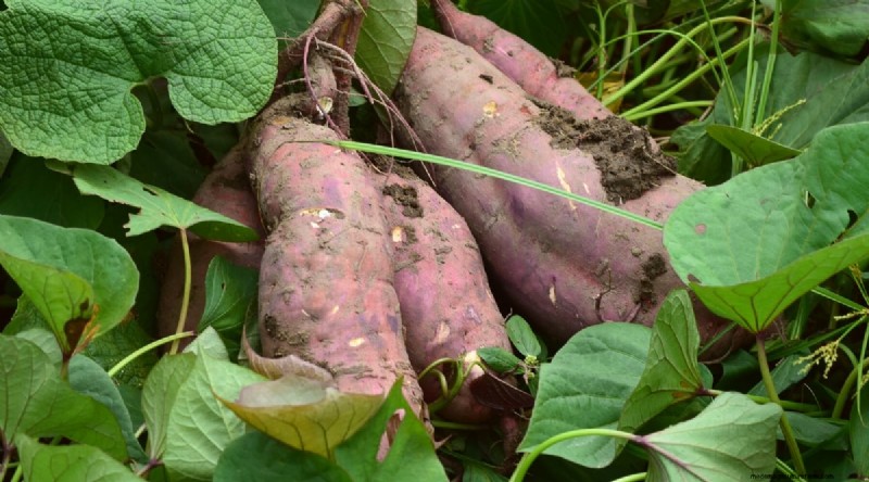 Beste gezelschapsplanten voor bonen:verhoog uw tuinopbrengst 