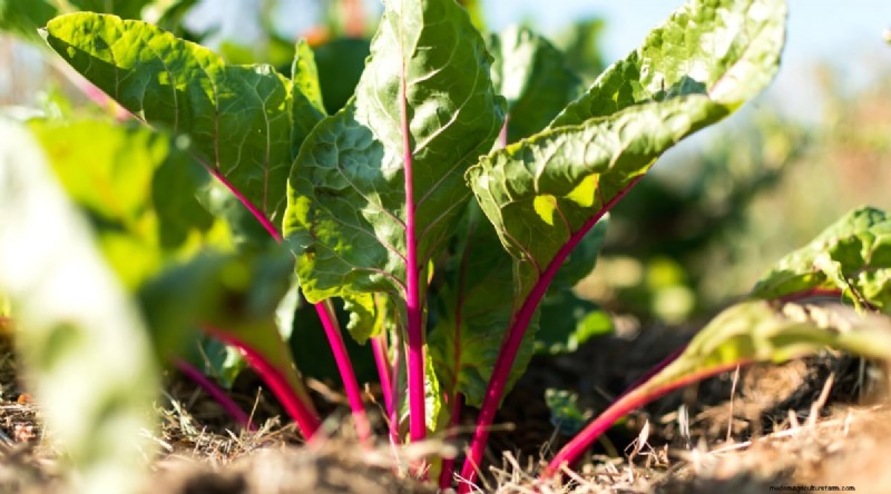 Beste gezelschapsplanten voor bonen:verhoog uw tuinopbrengst 