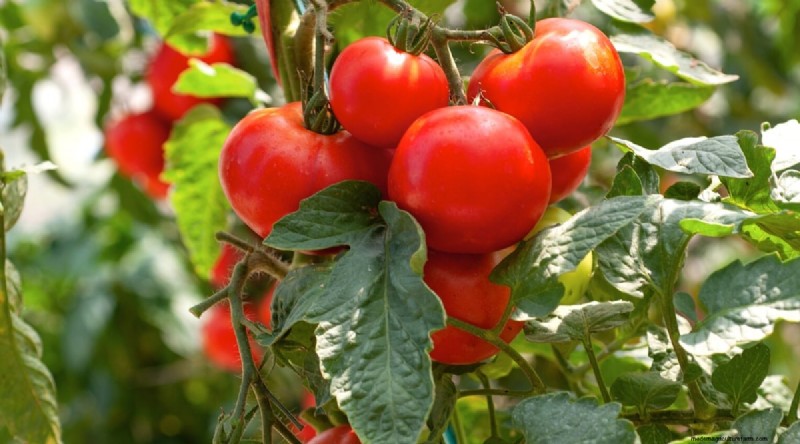 Beste gezelschapsplanten voor bonen:verhoog uw tuinopbrengst 