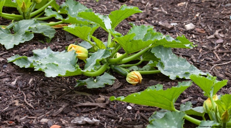 Beste gezelschapsplanten voor bonen:verhoog uw tuinopbrengst 