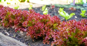 Successiebeplanting:een beginnershandleiding voor continue oogsten 