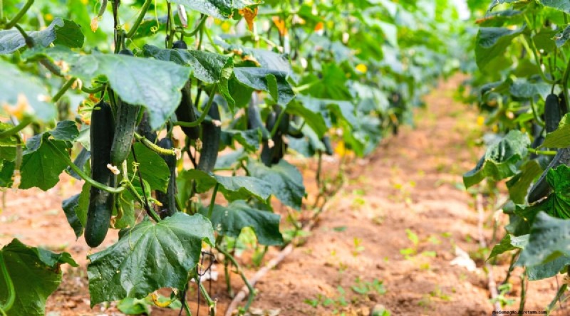 Plantación sucesiva:una guía para principiantes sobre cosechas continuas 