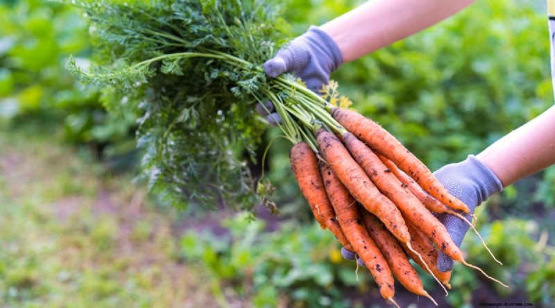 Plantación sucesiva:una guía para principiantes sobre cosechas continuas 